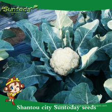 Suntoday non edible vegetable fresh vegetable importers in singapor heirloom F1 bangladesh vegetable cauliflower seeds(22001)